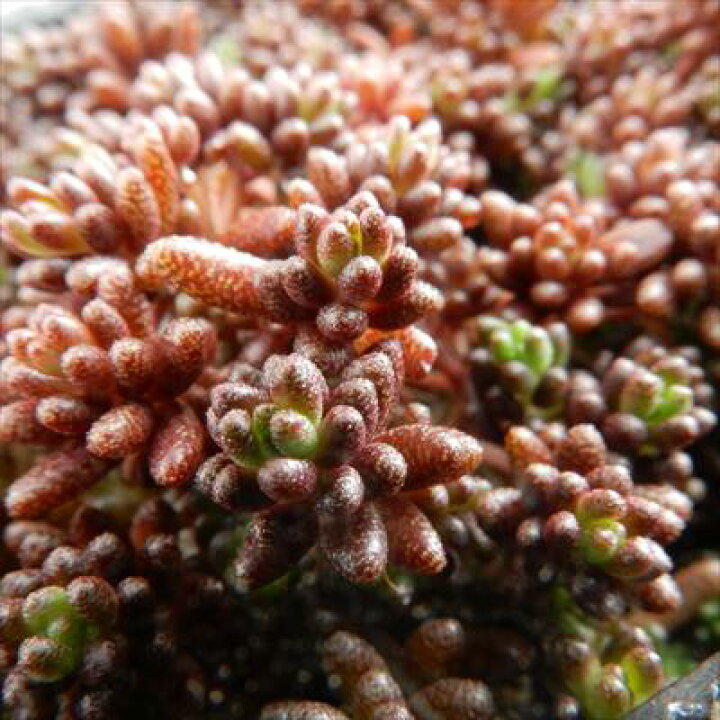 楽天市場】多肉植物 seセダム コーラルカーペット 多肉植物 セダム 9cm 