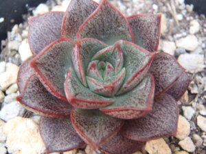 A skGPxA a A GPxA 7.5cm|bg