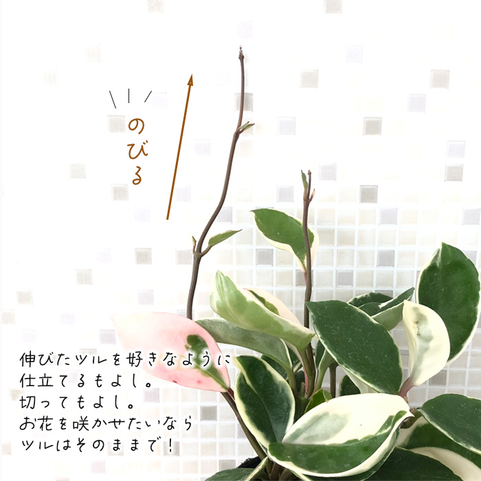 ホヤ カルノーサ リップカラー 観葉植物 インテリア おしゃれグリーン 9cmポット | フラワーネット 日本花キ流通