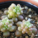hmセダム ワンダ・ワンダ 多肉植物 セダム 6cmポット