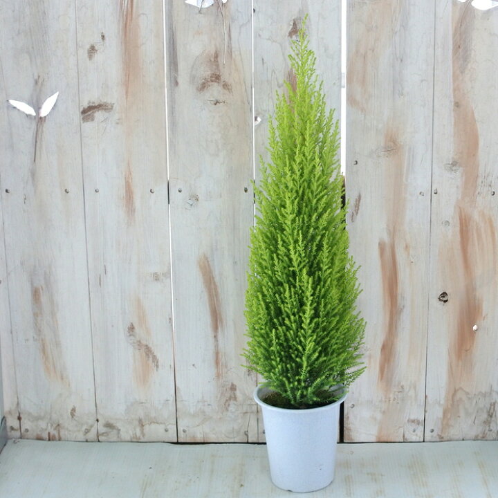 楽天市場】観葉植物 コニファー ゴールドクレスト ウィルマ 4号鉢 観葉 