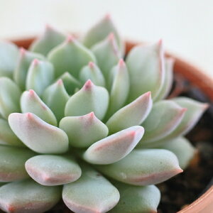 A hmGPxA P@ iE065×܃US[TjA GPxA 6cm|bg