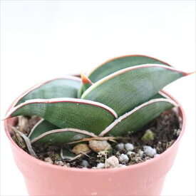サンスベリア ロリダ 7.5cmポット 観葉植物 サンセベリア
