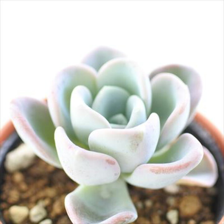 楽天市場】多肉植物 hmエケベリア オルペット 多肉植物 エケベリア 6cm 