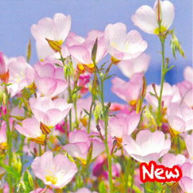 楽天市場 エノテラ 花の通販