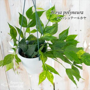 ϗtA z tBbVe[z 4 ݂蔫 ݂艺 nMO |lE |m[ ϗtA  蕨 v[g CeA 