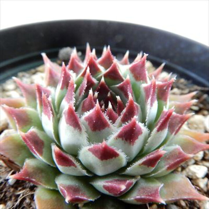 楽天市場】多肉植物 grセンペルビウム カルカレウム ニグルム 7.5cm 