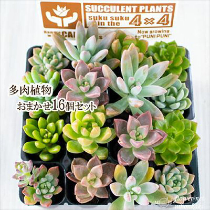 楽天市場 多肉植物 多肉植物おまかせ16個セット 多肉植物 リース 寄せ植え 天然素材 インテリア フラワーネット 日本花キ流通
