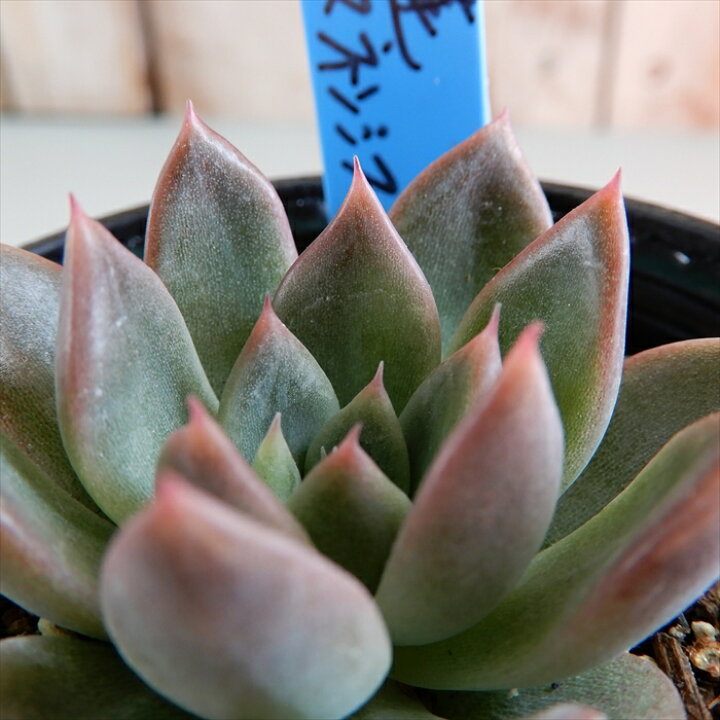 楽天市場 多肉植物 Oriエケベリア 相府蓮 トリマネンシス 多肉植物 おらいさん苗エケベリア 6cmポット フラワーネット 日本花キ流通