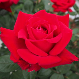 予約販売 バラ苗 バラ大苗 大輪 イングリット・バーグマン 四季咲き 薔薇 ばら イングリッドバーグマン 赤 troe 12月中旬以降発送