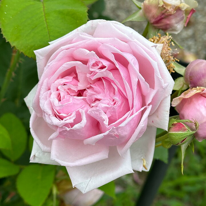 楽天市場】予約販売 バラ苗 バラ大苗 大輪 ラ・フランス 四季咲き 薔薇