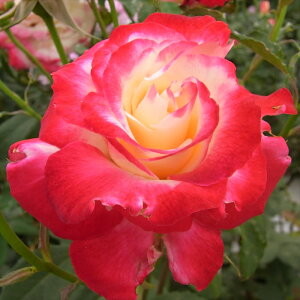 \̔ oc oc  _ufCg lG炫 KN ΂  _ufBCg troe 12{ȍ~