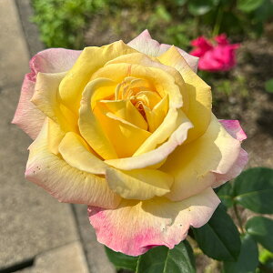 \̔ oc oc  s[X lG炫 KN ΂ F troe 12{ȍ~