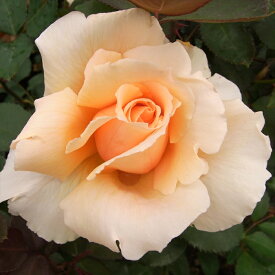 予約販売 バラ苗 バラ大苗 大輪 ジャストジョイ 四季咲き 薔薇 ばら オレンジ アプリコット ジャストジョーイ troe 12月中旬以降発送