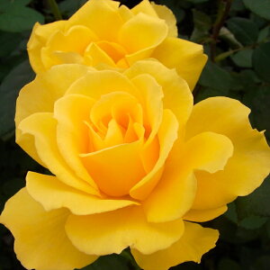 y܂Ȃߐ؂z \̔ oc oc  w[tH_ lG炫 KN ΂ F troe 12{ȍ~