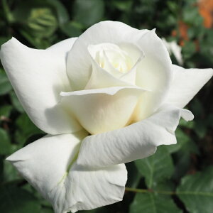 \̔ oc oc  pXJ lG炫 KN ΂  troe 12{ȍ~