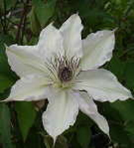 \̔ N}`X c  t_n ̃N}`X 2Nc 10.5cm|bg ochi 3{ȍ~