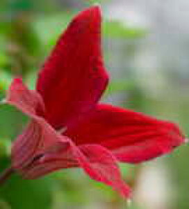 予約販売 クレマチス 苗 グレイブタイビューティー テキセンシス系 落合さんのクレマチス 2年生苗 10.5cmポット ochi 3月上旬以降発送