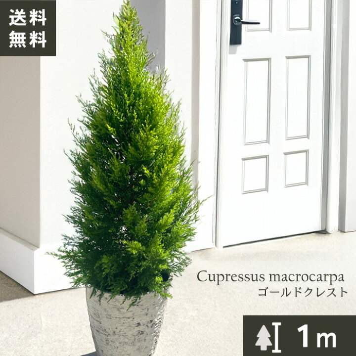楽天市場 ゴールドクレスト 7号鉢 送料無料 観葉植物 苗 インテリア おしゃれ コニファー フラワーネット 日本花キ流通