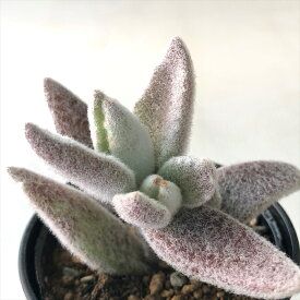 楽天市場 多肉 植物 うさぎの通販