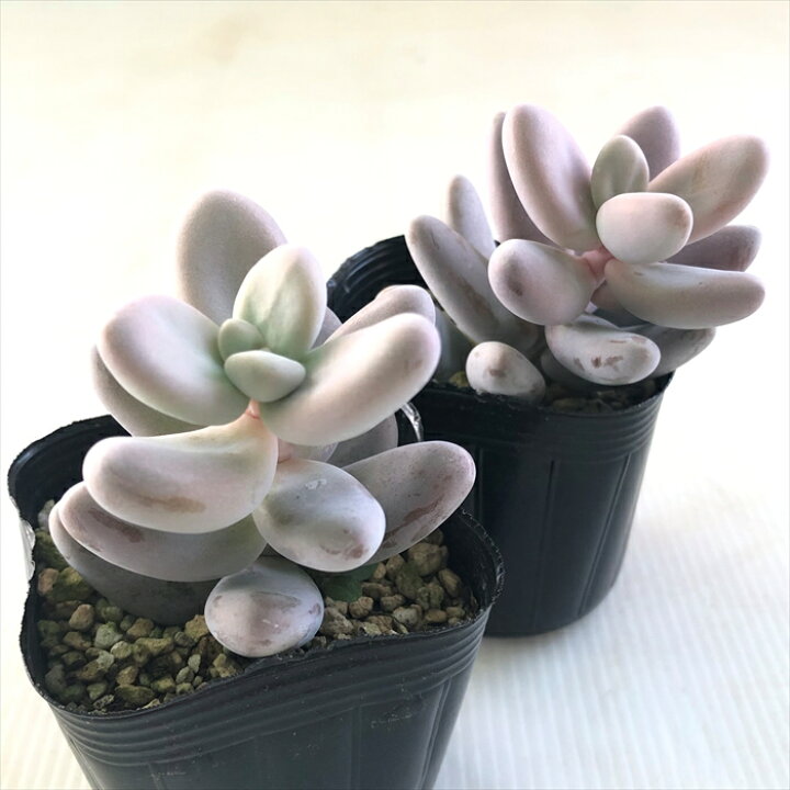 楽天市場 多肉植物 Seセダム クライギー 7 5cmポット 多肉植物 セダム Azm フラワーネット 日本花キ流通