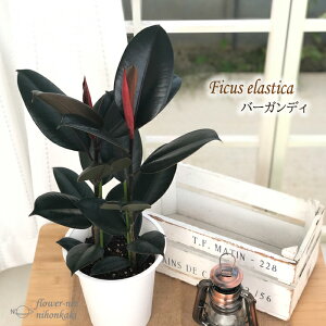 ϗtA tBJX o[KfB S̖ 6  ϗtA  蕨 v[g CeA 