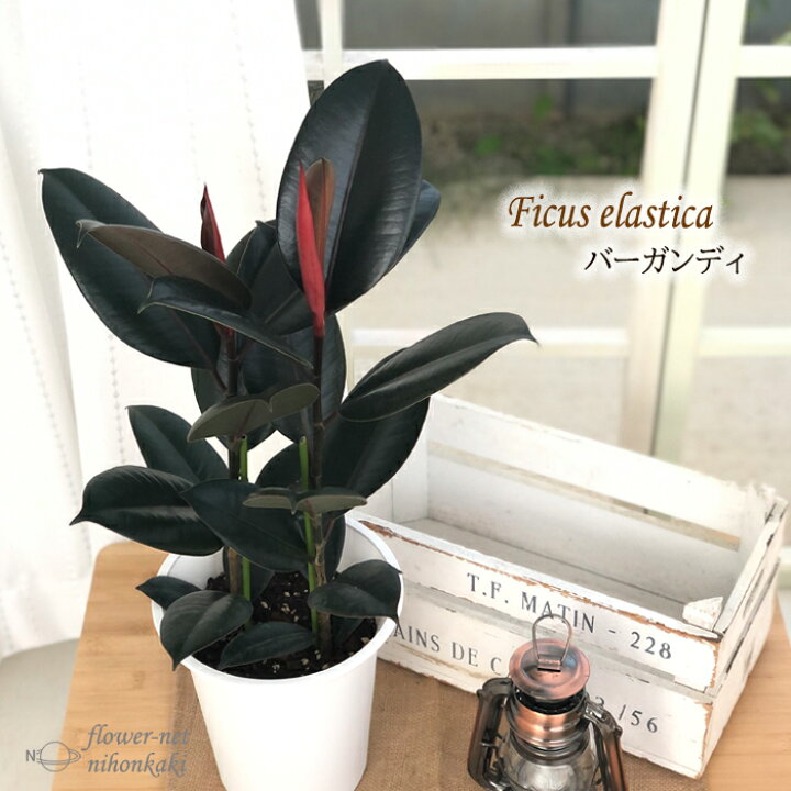楽天市場】観葉植物 ゴムの木 フィカス バーガンディ 6号鉢 送料無料 