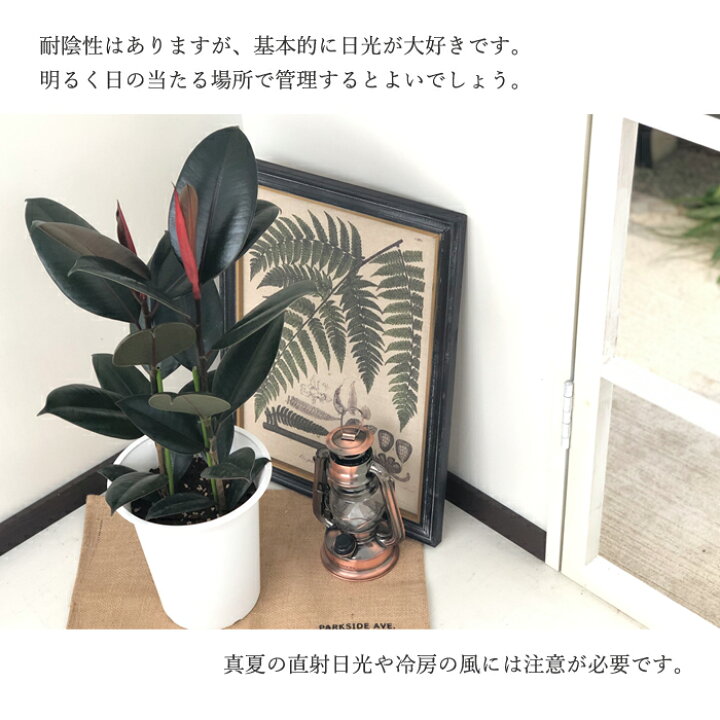 楽天市場】観葉植物 フィカス バーガンディ ゴムの木 6号鉢 送料無料 