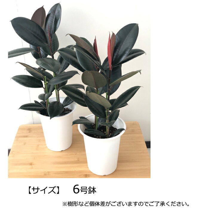 楽天市場】観葉植物 フィカス バーガンディ ゴムの木 6号鉢 送料無料 