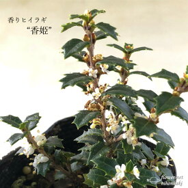 楽天市場 ヒイラギ 魔除けの通販