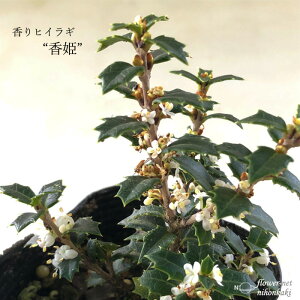 \̔ qCM P 7.5cm|bg A PqCM  c Ԗ toy 11{ȍ~