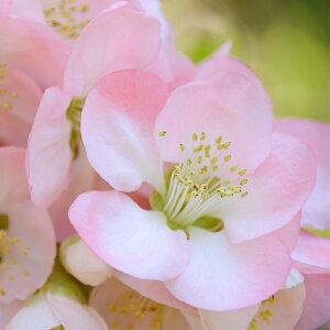 予約販売 木瓜 ゆめ 9cmポット 開花予定株 ボケ 花苗 庭木 花木 mke 11月下旬以降発送