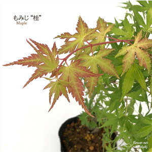 \̔ ݂ j 12cm|bg ږؕc gt ~W  c Ԗ take 11{ȍ~