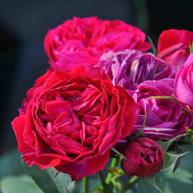 予約販売 バラ苗 バラ大苗 ロサ オリエンティス ルイスキャロル 品種登録出願中 四季咲き 薔薇 ばら 送料無料 黒赤 hao 2月中旬以降発送