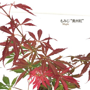 \̔ ݂ Bg 12cm|bg ږؕc gt ~W  c Ԗ take 11{ȍ~
