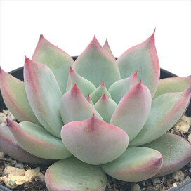 skelyrata 楽天市場】多肉植物 skエケベリア リラシナ×タパルパ 多肉植物 エケベリア 7.5cmポット : フラワーネット 日本花キ流通