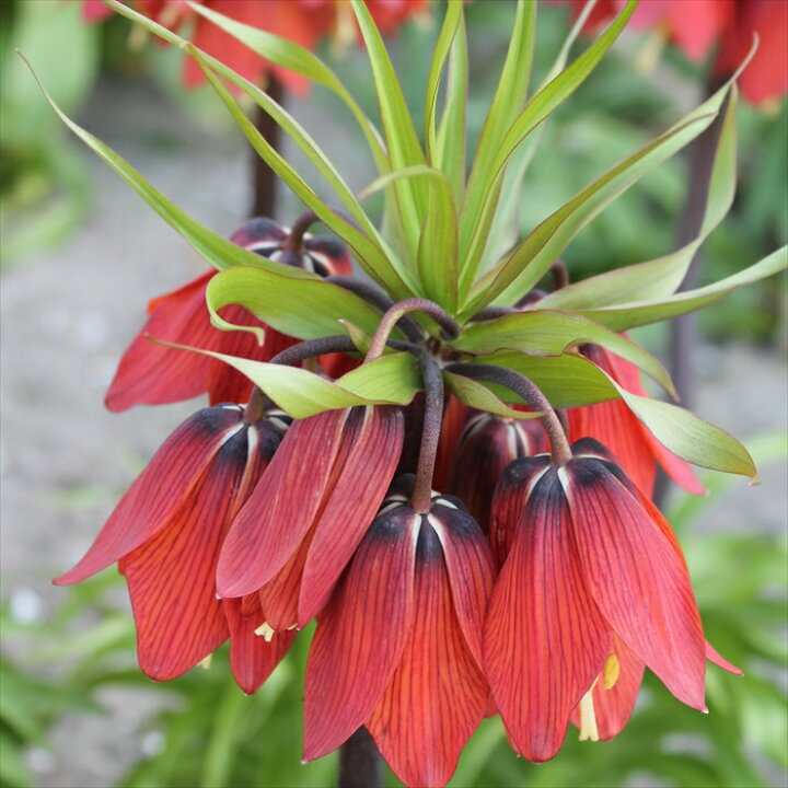 楽天市場 花の大和 球根 早咲きフリチラリア レッドビューティー 1球 フラワーネット 日本花キ流通