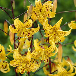 花の大和 球根 シャンデリアリリー ライヒトリニー(黄平戸百合) 2球 百合 ゆり ユリ hyk