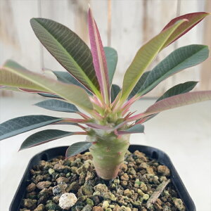 A ca[tHrA pL|fBICfX  A R[fbNX 7.5~9cm|bg