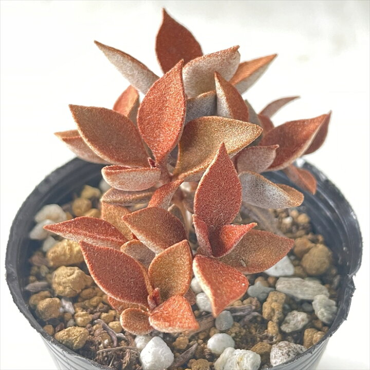 楽天市場 多肉植物 Hmカランコエ オルギアリス 仙人の舞 多肉植物 カランコエ 6cmポット フラワーネット 日本花キ流通