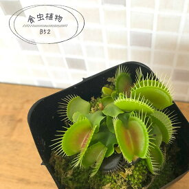 食虫植物 ハエトリソウ B52 7.5cmポット 水生植物 nnm