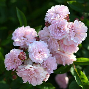 \̔ oc oc ͖{o ؂Ƃ io^o蒆 lG炫 KN ΂  sN hao 2{ȍ~