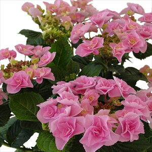 AWTC tFA[ACsN 10.5cm|bg o^i nChWA c ԕc c  z tsa