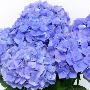 \̔ AWTC }u[ 10.5cm|bg nChWA c ԕc c  z tsa 10{ȍ~