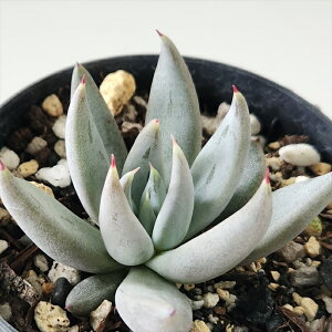 A skGPxA AML[^ A GPxA 7.5cm|bg