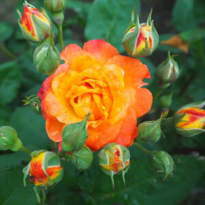 \̔ oc oڕc o ӂꑾ oc KN ΂  IW ӂꂾ troc 12{ȍ~