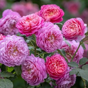 \̔ oc oc CObV[Y G}ubWEH[^[ io^o\ KN ΂  sN dva 2{ȍ~