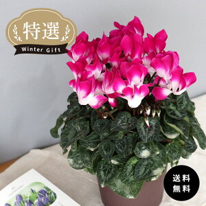 \̔ IVN CfBAJ p[v 5  ܂_ Ε ~Mtg  Mtg v[g A  mdn 12{ȍ~