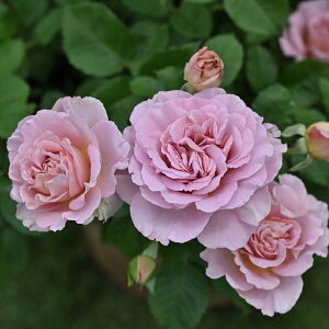 \̔ o c o Vc h t[ io^o蒆 lG炫 KN ΂  sN has 4{ȍ~