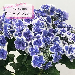 \̔ AWTC hbv u[ 9cm`10.5cm|bg o^i Ɖ| nChWA c ԕc c  z smt 10{ȍ~